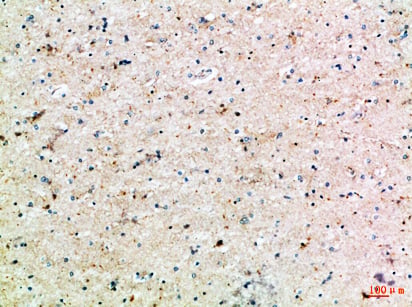 BT LAB manufacturer product image