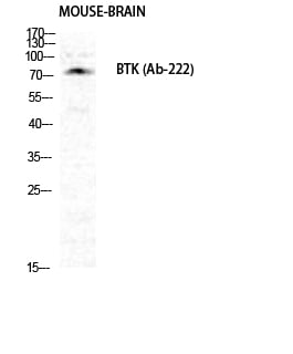 BT LAB manufacturer product image