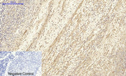 BT LAB manufacturer product image