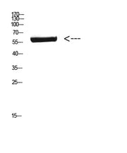 BT LAB manufacturer product image