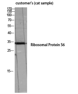 BT LAB manufacturer product image