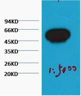 BT LAB manufacturer product image