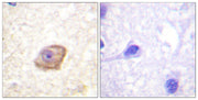 BT LAB manufacturer product image