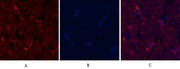 BT LAB manufacturer product image