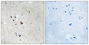 BT LAB manufacturer product image