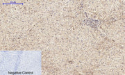BT LAB manufacturer product image