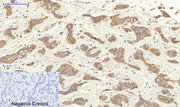 BT LAB manufacturer product image