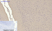 BT LAB manufacturer product image