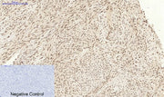 BT LAB manufacturer product image