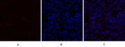 BT LAB manufacturer product image