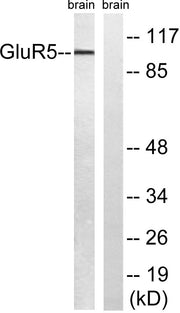 BT LAB manufacturer product image