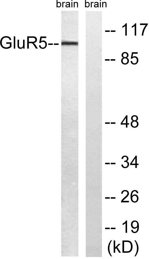 BT LAB manufacturer product image
