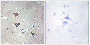 BT LAB manufacturer product image
