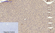 BT LAB manufacturer product image