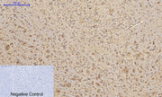 BT LAB manufacturer product image