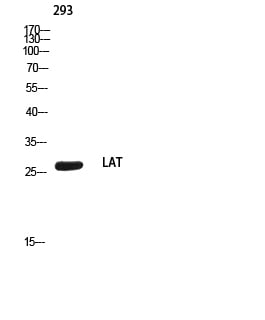 BT LAB manufacturer product image