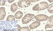 BT LAB manufacturer product image