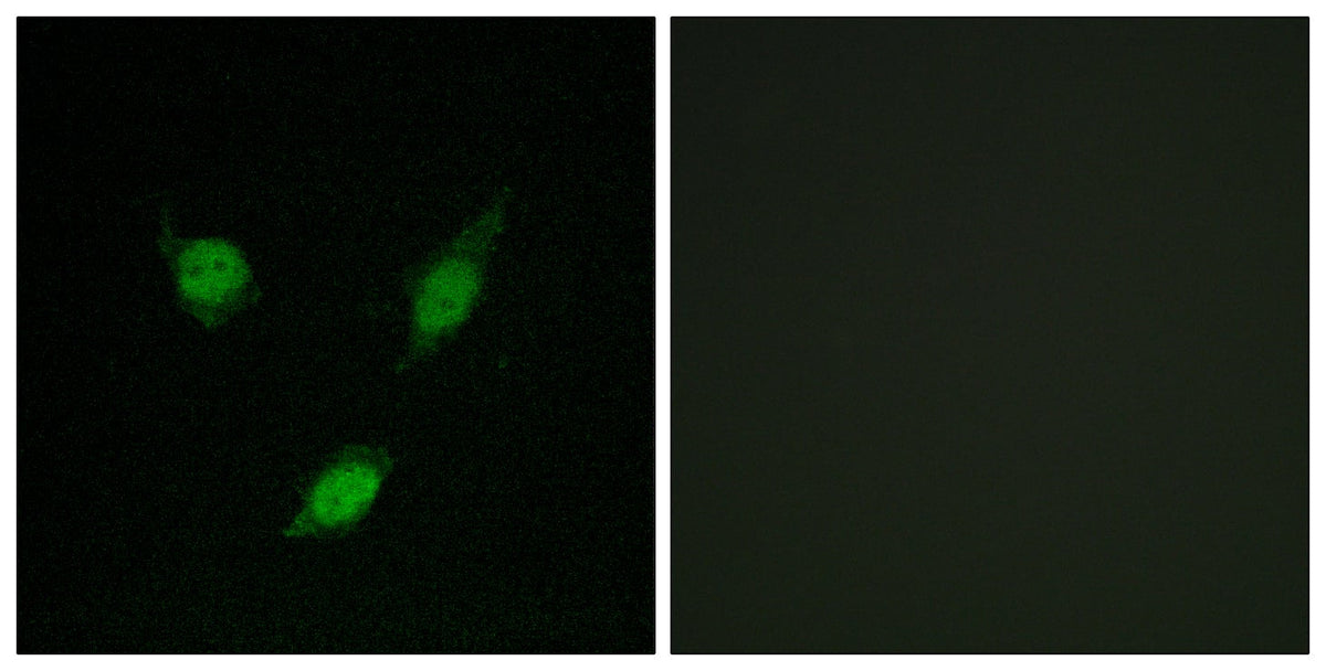 BT LAB manufacturer product image