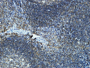 BT LAB manufacturer product image