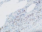 BT LAB manufacturer product image