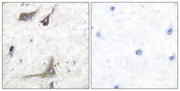 BT LAB manufacturer product image
