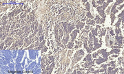 BT LAB manufacturer product image