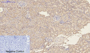 BT LAB manufacturer product image