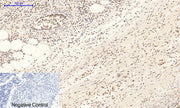 BT LAB manufacturer product image