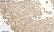 BT LAB manufacturer product image