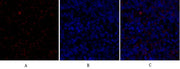BT LAB manufacturer product image