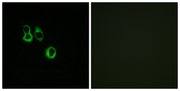 BT LAB manufacturer product image