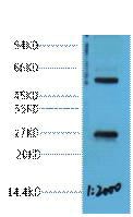BT LAB manufacturer product image
