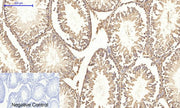BT LAB manufacturer product image