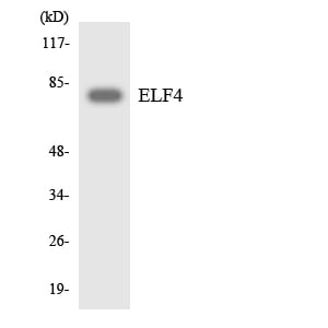 BT LAB manufacturer product image
