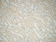 BT LAB manufacturer product image