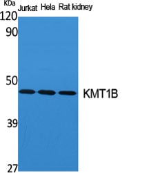 BT LAB manufacturer product image