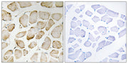 BT LAB manufacturer product image