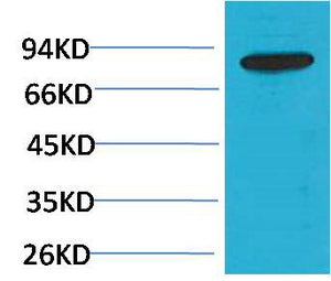 BT LAB manufacturer product image