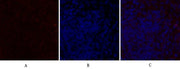 BT LAB manufacturer product image