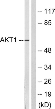 BT LAB manufacturer product image