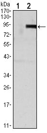 BT LAB manufacturer product image