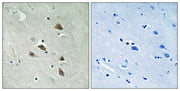 BT LAB manufacturer product image
