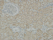 BT LAB manufacturer product image
