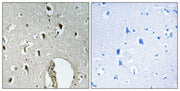 BT LAB manufacturer product image
