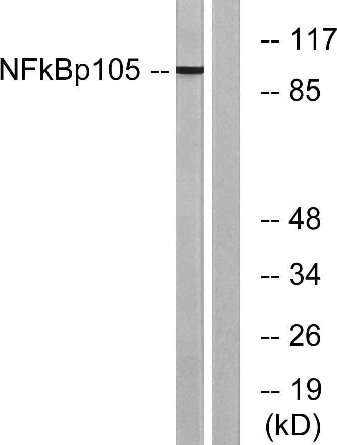 BT LAB manufacturer product image