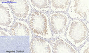 BT LAB manufacturer product image
