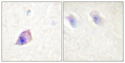 BT LAB manufacturer product image