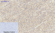 BT LAB manufacturer product image