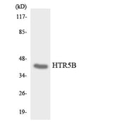 BT LAB manufacturer product image