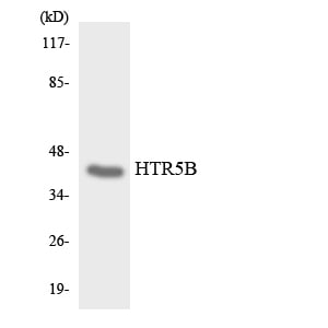 BT LAB manufacturer product image